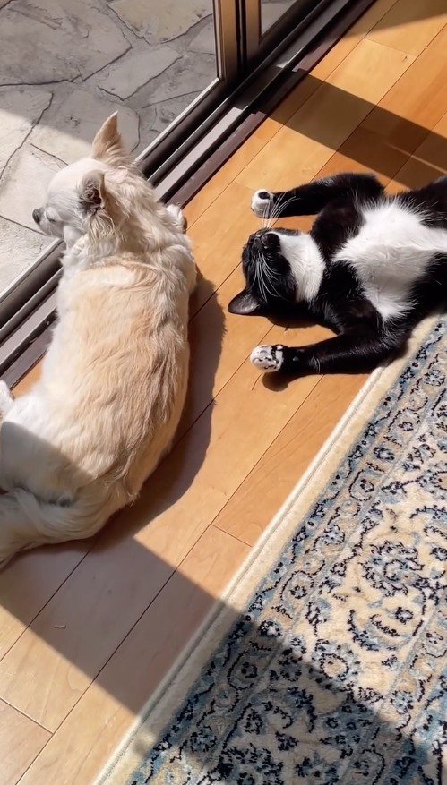 仰向けになっている猫のそばで耳を動かす犬