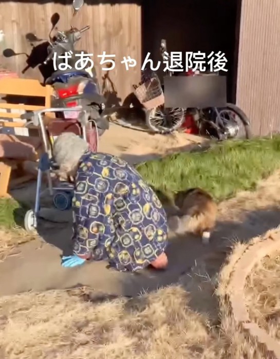 ウロウロする猫