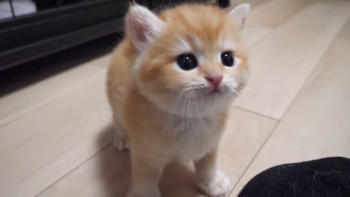 子猫(金)のアップ