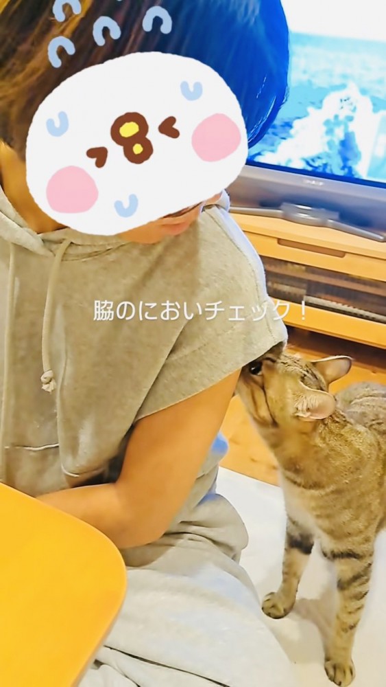 姪の脇の匂いを嗅ぐキジトラ猫