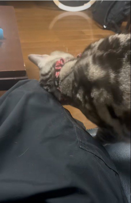 人に甘えている猫