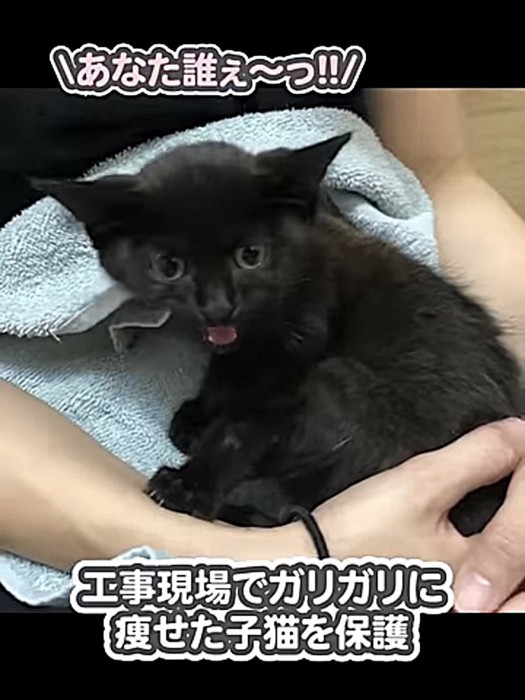 タオルの上で抱かれている子猫