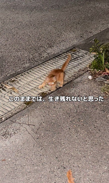 1匹の子猫