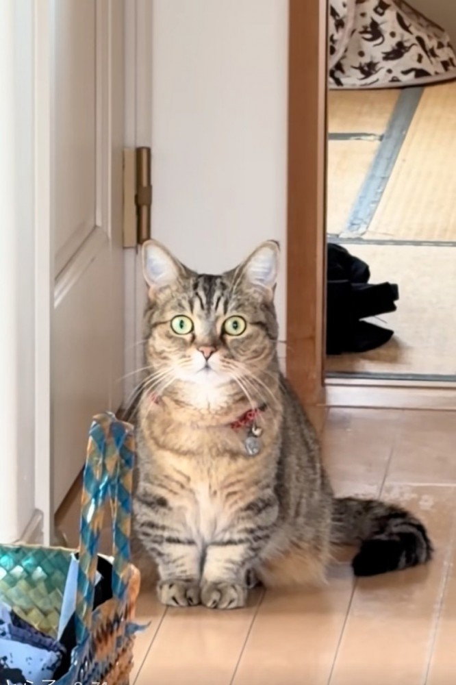 微動だにしない猫