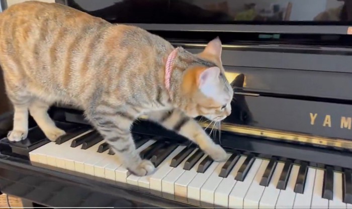 鍵盤を歩く猫