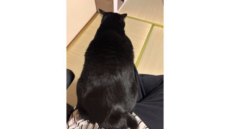膝に乗っている猫