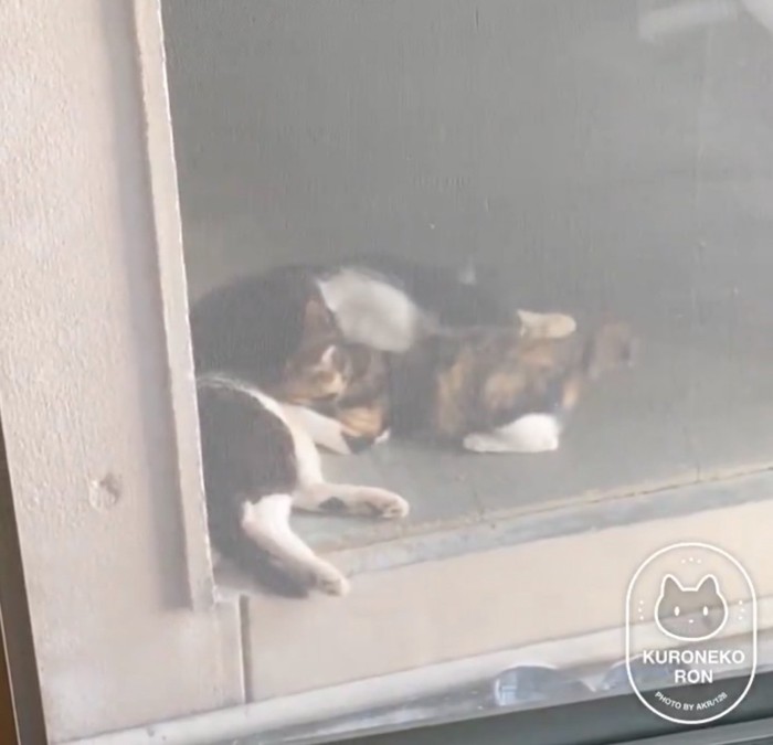 毛繕いする母猫