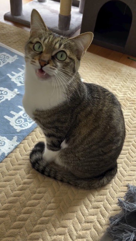 飼い主の呼びかけに返事をする猫