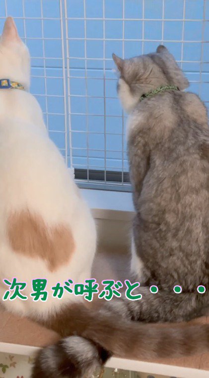 窓の外を見つめる2頭の猫