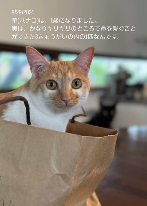 紙袋に入っている猫