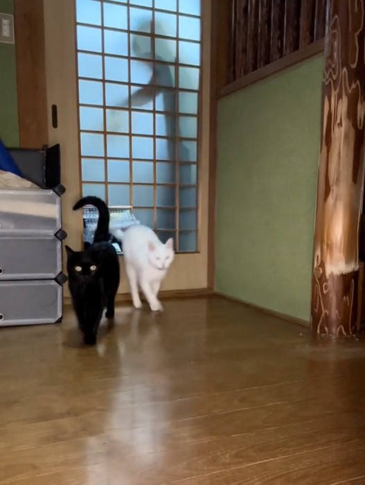 窓から出入りする猫たち
