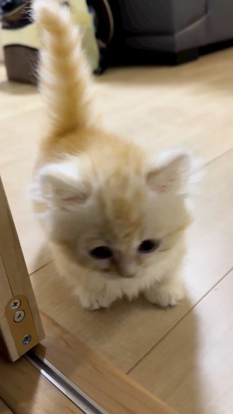 飼い主の足元まで走ってきた猫