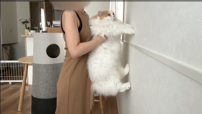 突っ張るレモンくん