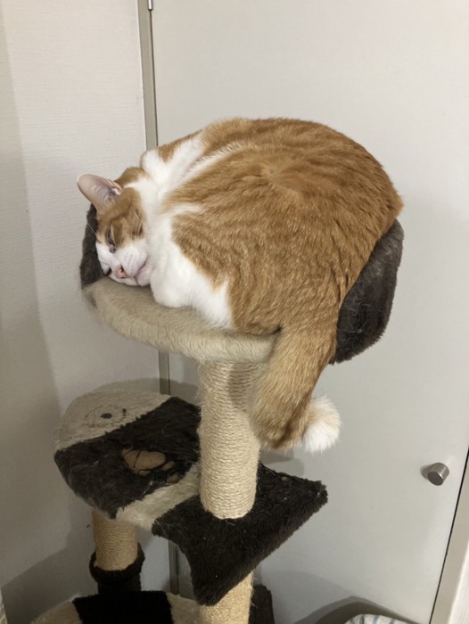 キャットタワーで眠る猫