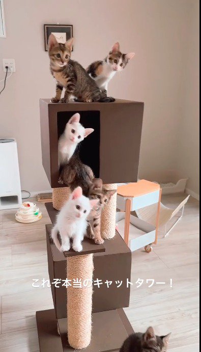 遠くを見つめる子猫たち