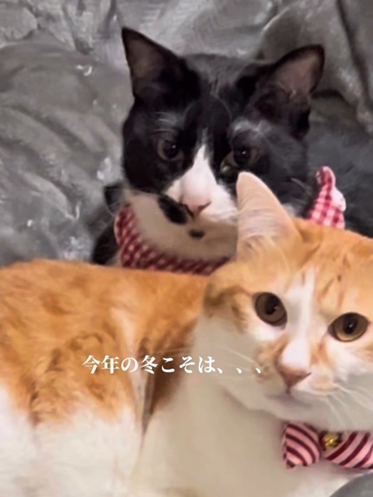 白黒と茶白の2匹の猫