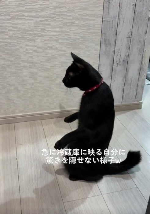 驚く猫