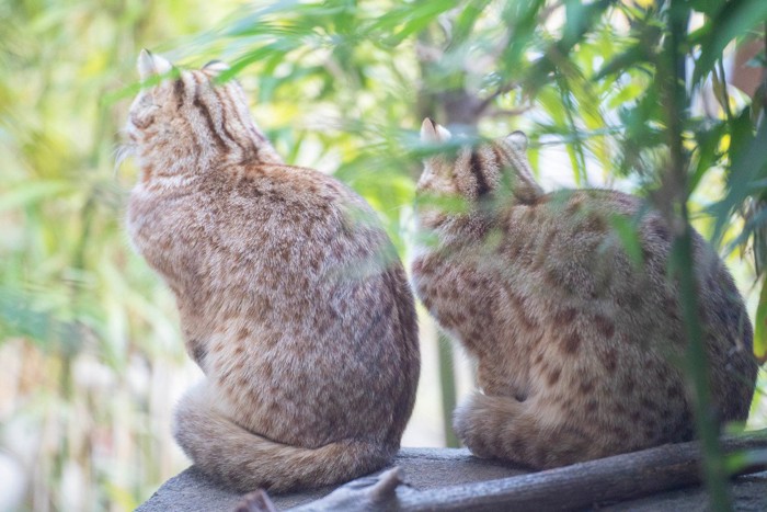 アムールヤマネコ