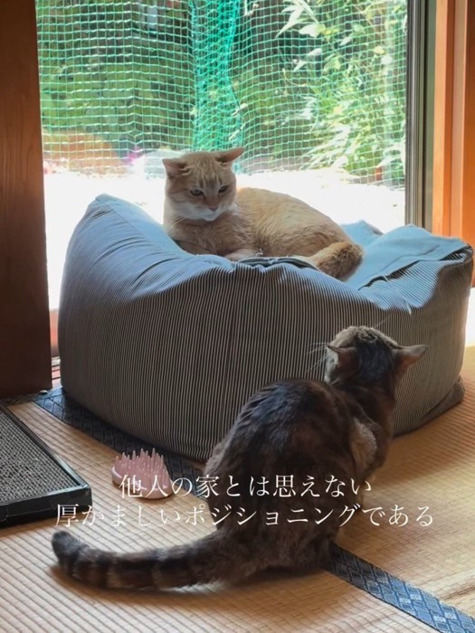 クッションの前で小さくなる猫