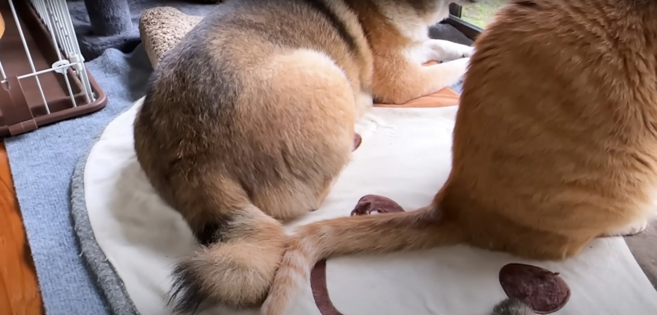 尻尾を触れ合わせる猫と犬