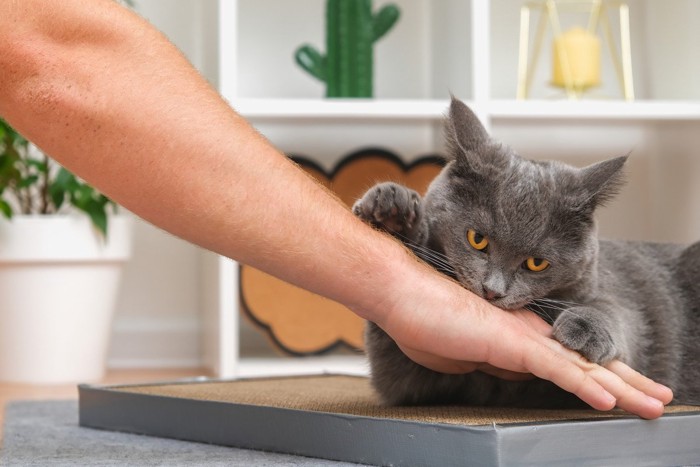 男性の手を噛むグレイの猫