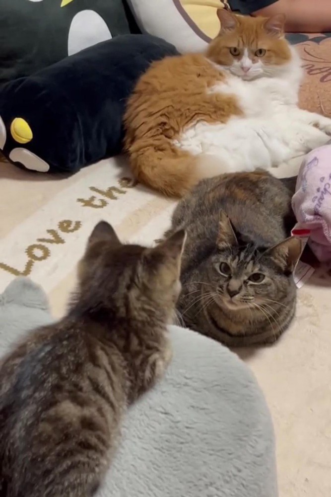 成猫と向かい合う子猫