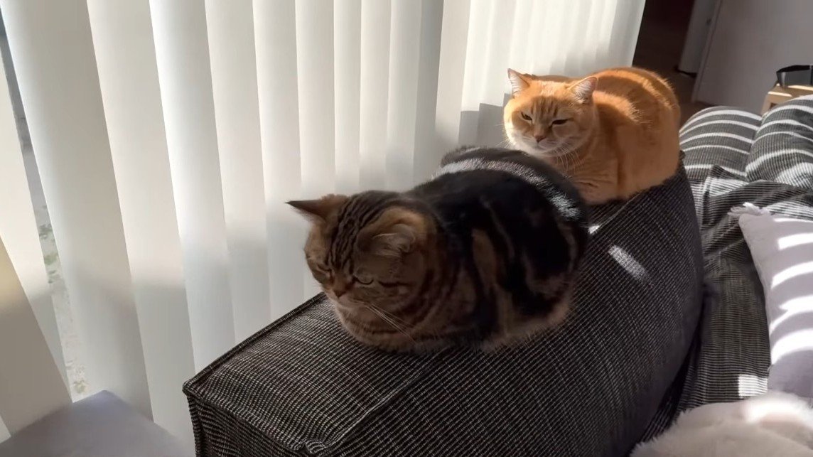 ソファの背もたれの上