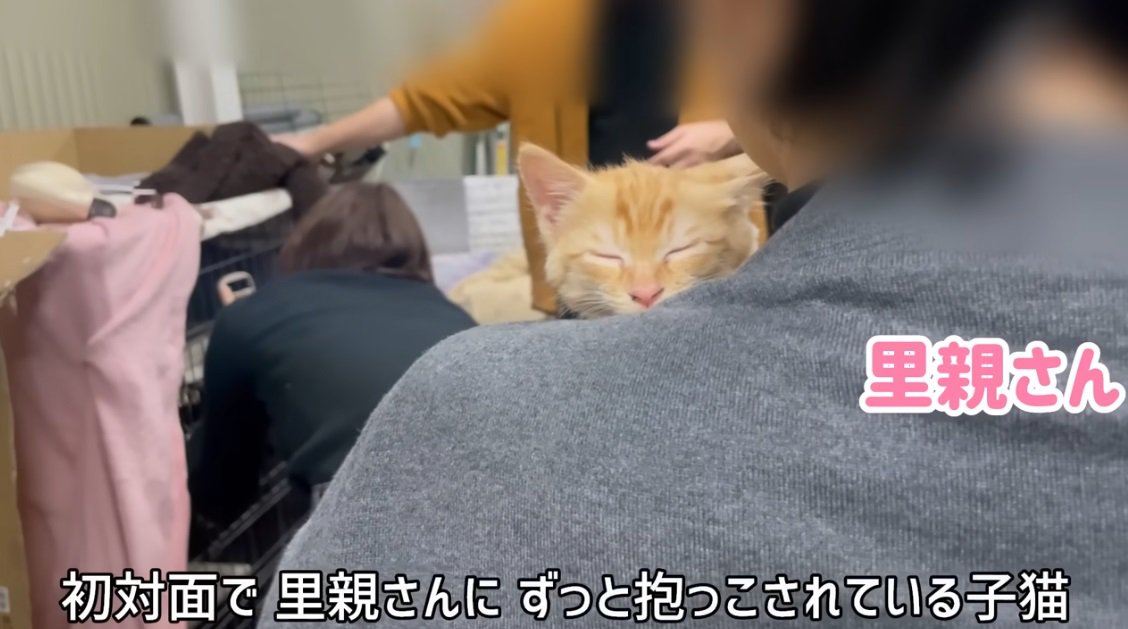 腕の中で眠る茶トラの子猫