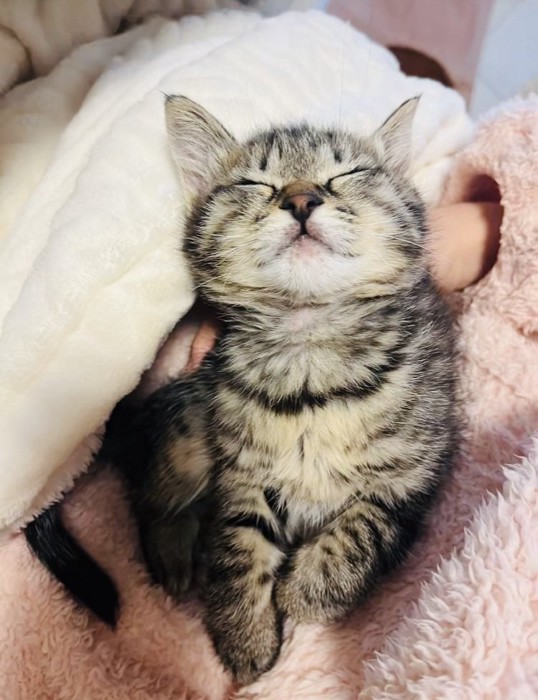 ママに抱っこされて寝る子猫