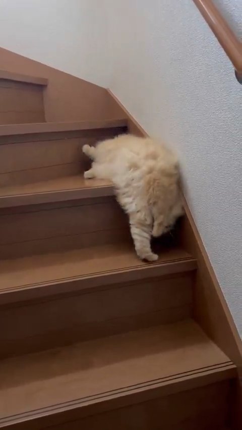 前足をつく猫
