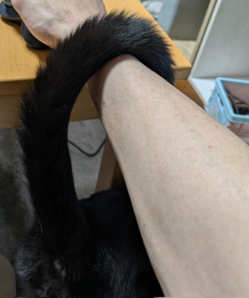 人の腕と猫のしっぽ