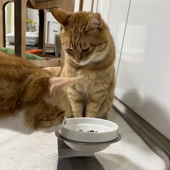 カイちゃんのご飯を狙うクウちゃん