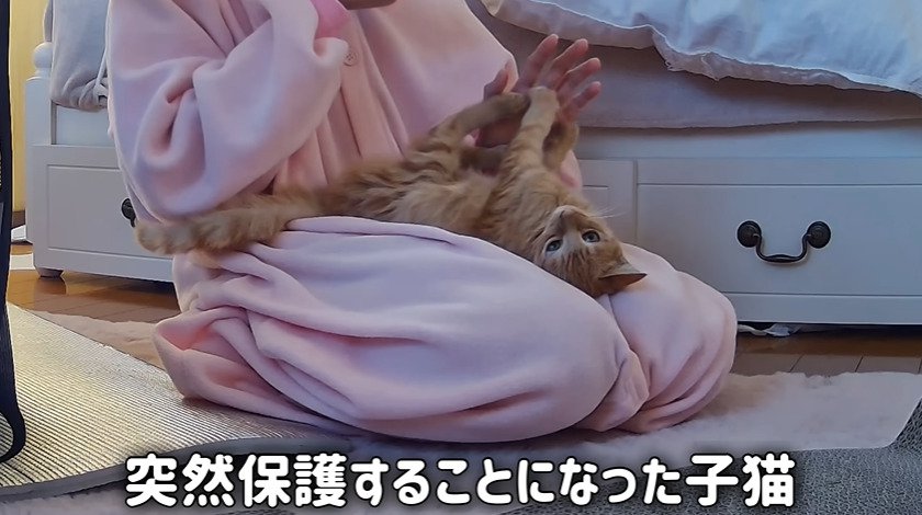 仰向けになる子猫