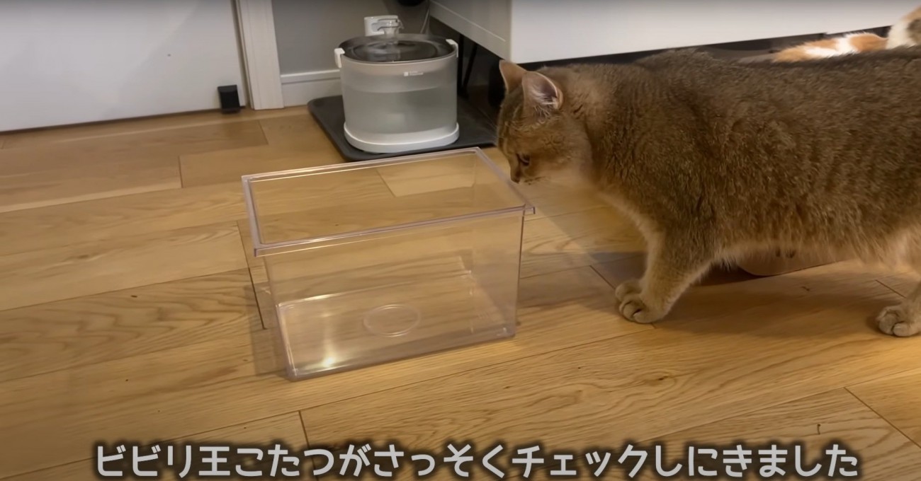 虫かごを見る猫