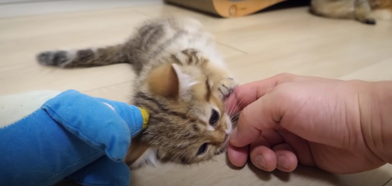 寝そべっている子猫