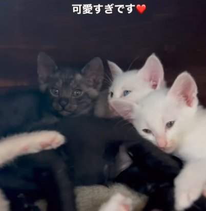 子猫4匹と向かって左端の子猫の前足だけ見える（可愛すぎです）