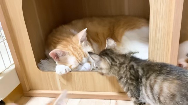 寝ている猫に近づくキジトラの子猫