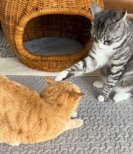 右足で茶トラ猫を触るサバ白猫