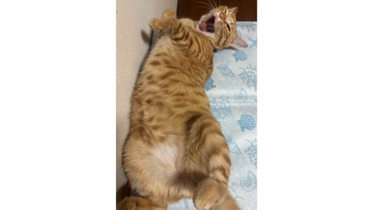 あくびしている猫