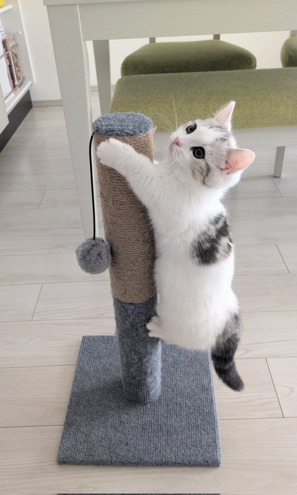 爪とぎに登り顔を離すマンチカン