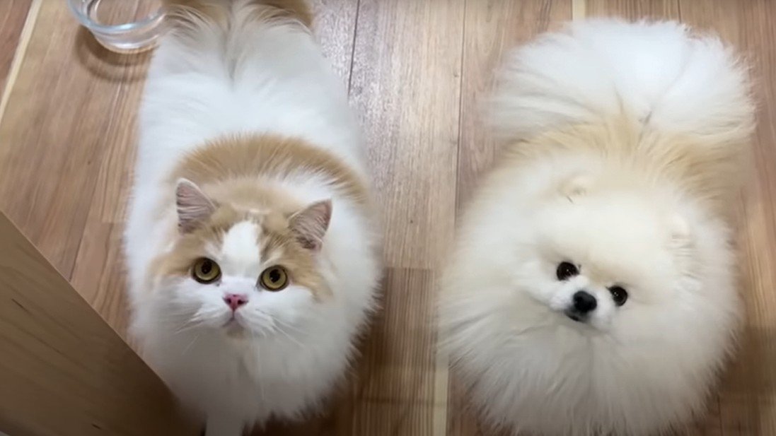 見上げる猫と犬