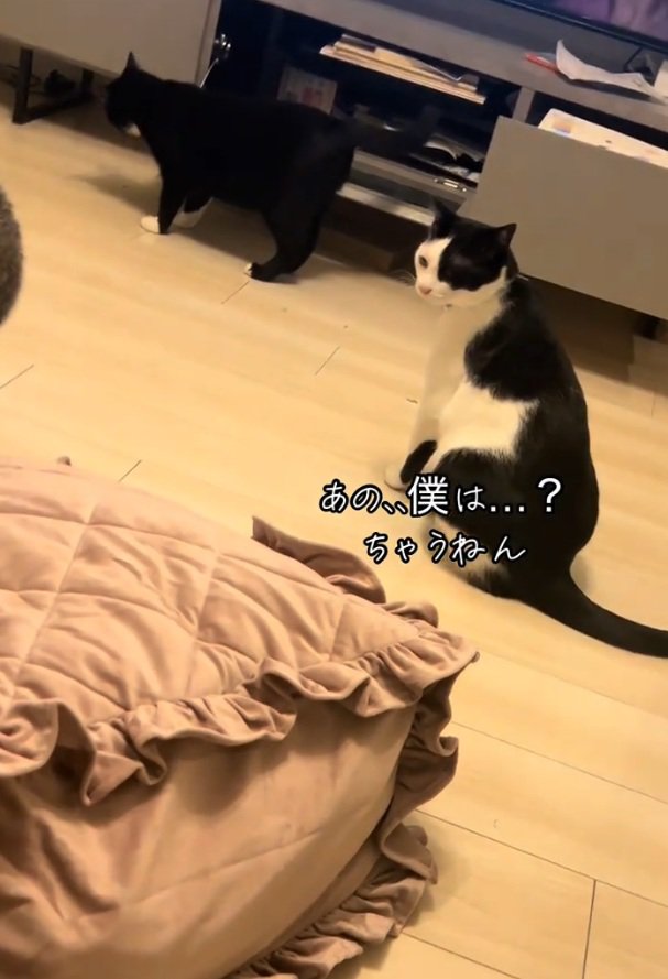 ケンカを眺める猫