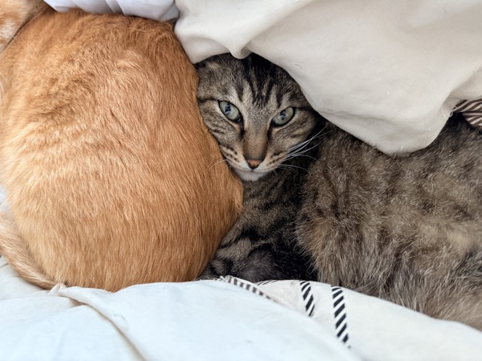 布団をかぶってカメラ目線の猫