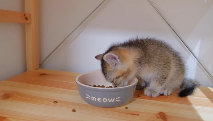 ドライフードをもぐもぐ