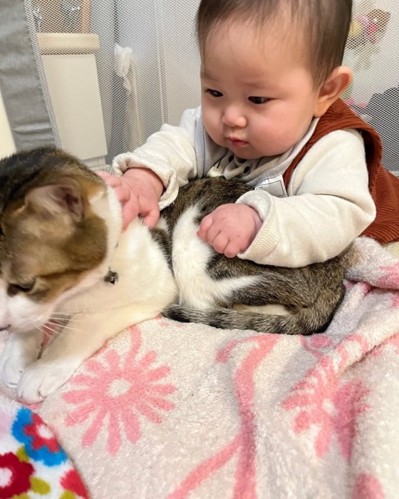 猫を後ろから触る赤ちゃん