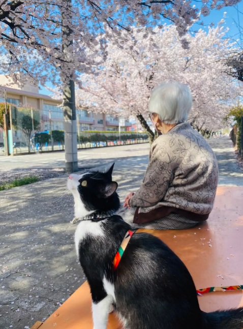 桜を見るおばあちゃんと猫