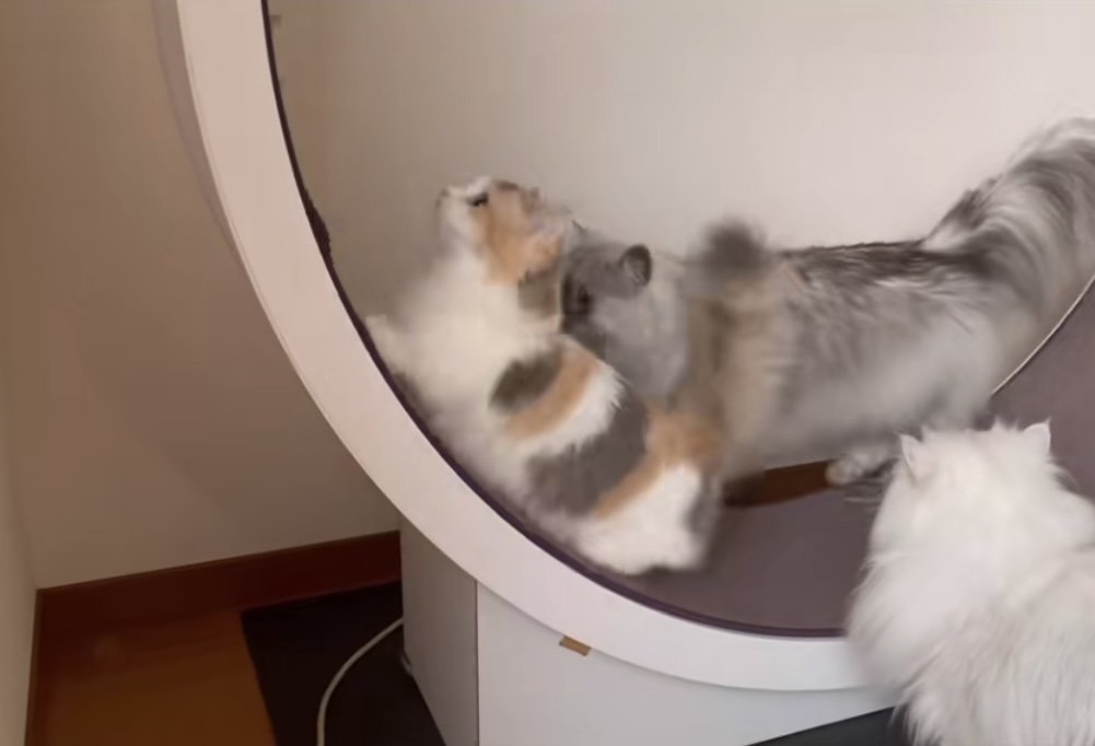 2匹の猫がキャットホイールで遊ぶ写真3