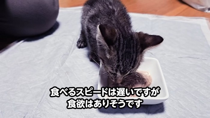 離乳食を食べる子猫