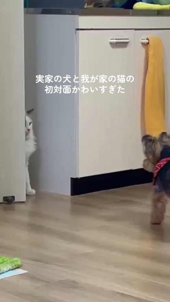 ドアに半分隠れている猫さん