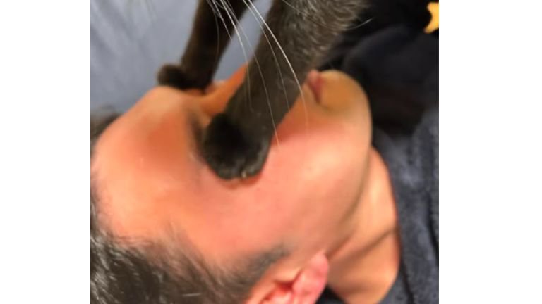 顔に乗っている猫